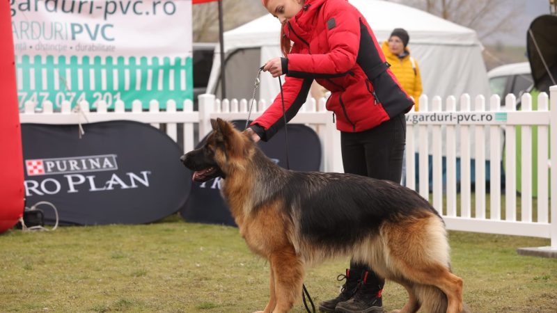 gard-pvc-mobil-expo-canin-bistrita (3)